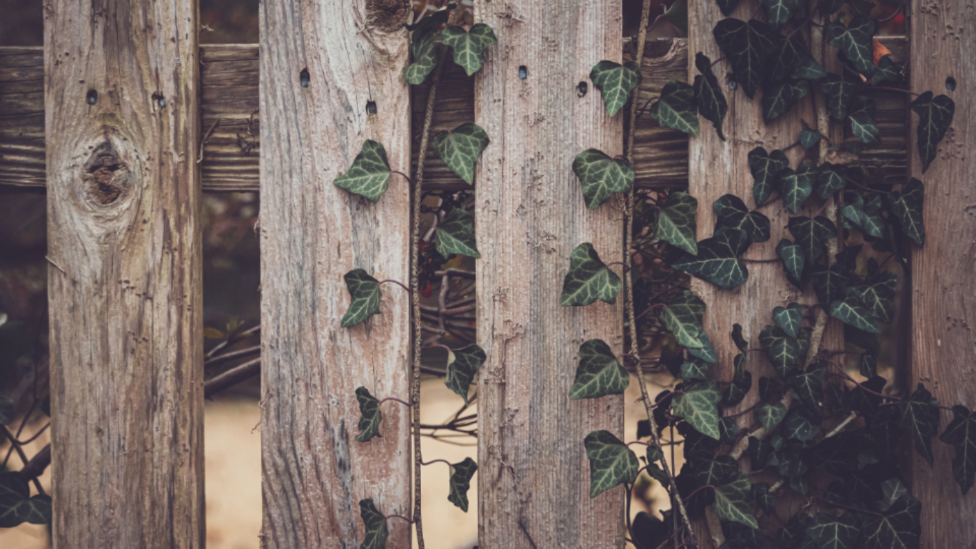 fence-vine