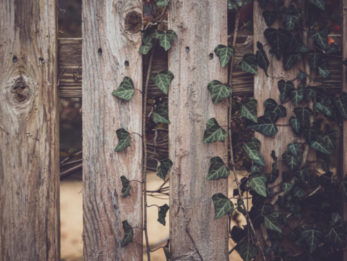fence-vine